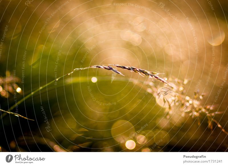 Close up meadow after the rain Nature Plant Drops of water Sunrise Sunset Sunlight Summer Grass Field Moody Warm-heartedness Esthetic blurriness Glittering