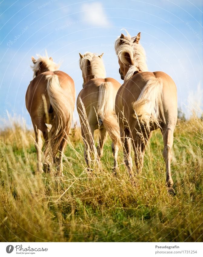 Three Haflinger Animal Farm animal Horse 3 Running Movement Going Walking Esthetic Blonde Happiness pretty naturally Brown Gold Moody Joy