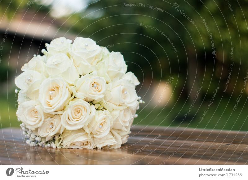 The bride's bouquet [2] Environment Nature Plant Flower Grass Bushes Rose Blossom Garden Park Wood Esthetic Elegant Glittering Bright Beautiful Brown Yellow