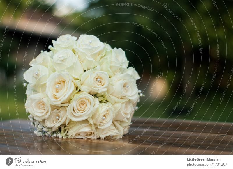 The brides bouquet [3] Environment Nature Plant Flower Grass Bushes Rose Blossom Garden Park Wood Esthetic Elegant Glittering Bright Beautiful Brown