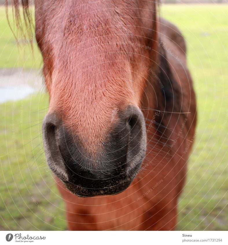 snute Ride Equestrian sports Nature Meadow Garden Animal Horse Animal face 1 Observe Beautiful Cuddly Near Curiosity Cute Love of animals Power Trust