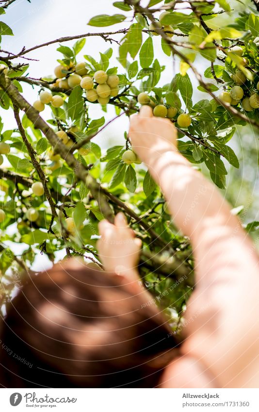 Mirabelle plum harvest 2 Feminine Arm Hand 1 Human being Summer Tree Agricultural crop To enjoy apricots Plum Plum tree Harvest Fruit Fruit trees Garden Pick