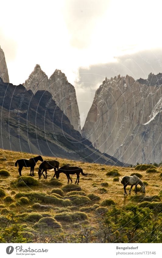 Into the wild Nature Landscape Beautiful weather Plant Tree Grass Hill Rock Mountain Snowcapped peak Animal Farm animal Horse 4 Movement Loneliness Horizon Life