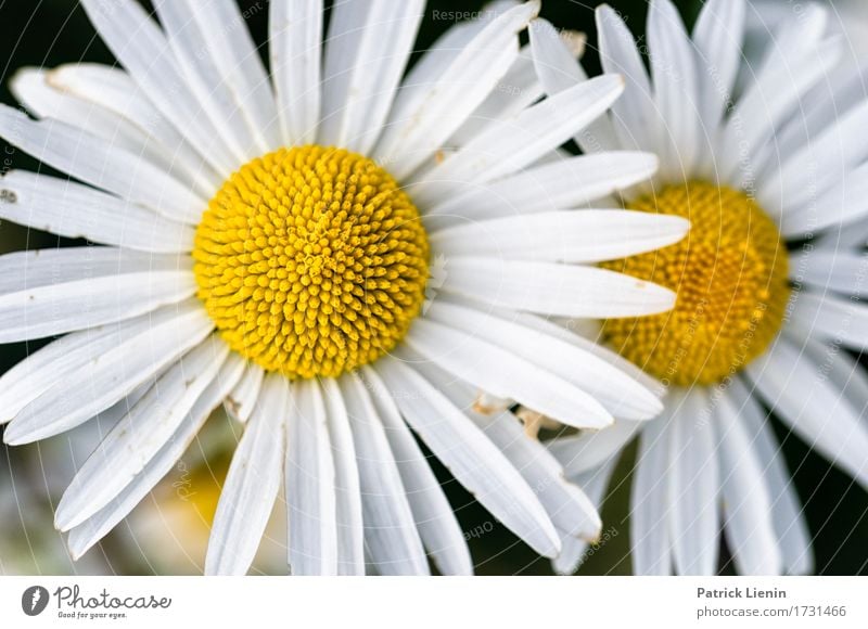 Leucanthemum vulgare Beautiful Wellness Life Harmonious Well-being Contentment Relaxation Summer Garden Nature Landscape Plant Spring Flower Grass Leaf Blossom