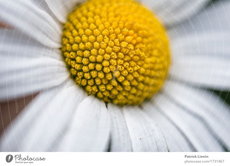 Leucanthemum vulgare Beautiful Wellness Life Harmonious Well-being Contentment Senses Relaxation Calm Summer Garden Nature Landscape Plant Elements Spring