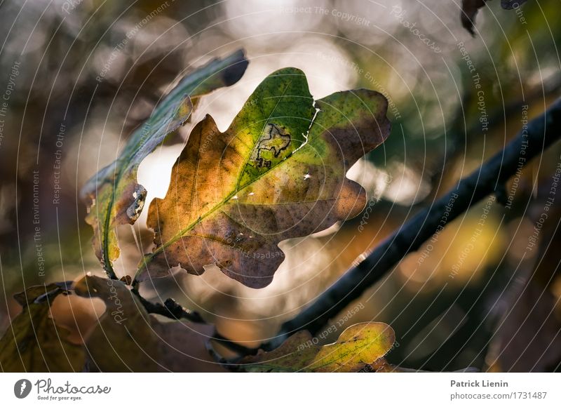 Herbstlicht Beautiful Environment Nature Plant Autumn Climate Beautiful weather Tree Leaf Park Forest Uniqueness Natural Brown Green Contentment