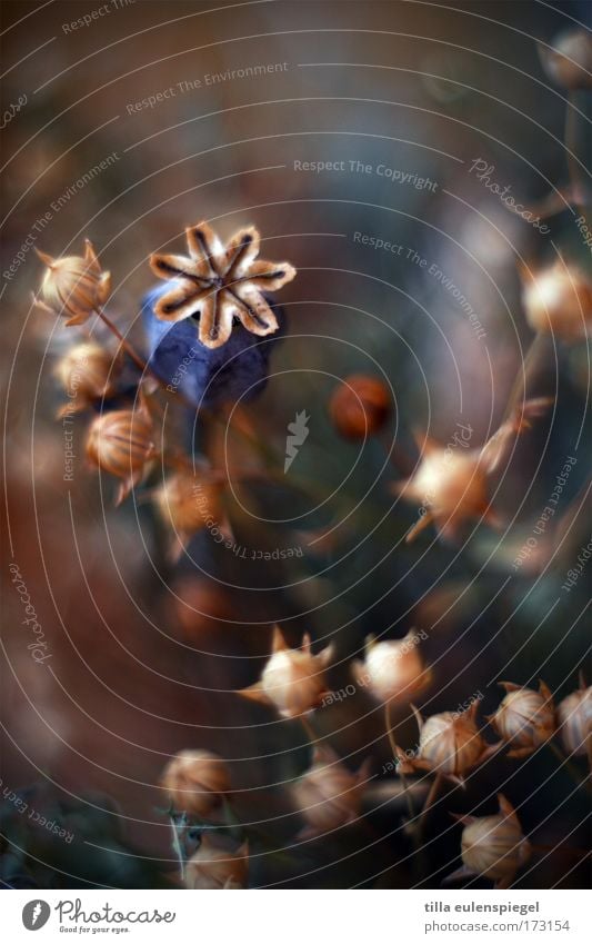 more poppy Colour photo Interior shot Experimental Abstract Pattern Deserted Shallow depth of field Plant Bouquet To dry up Fantastic Multicoloured Dream