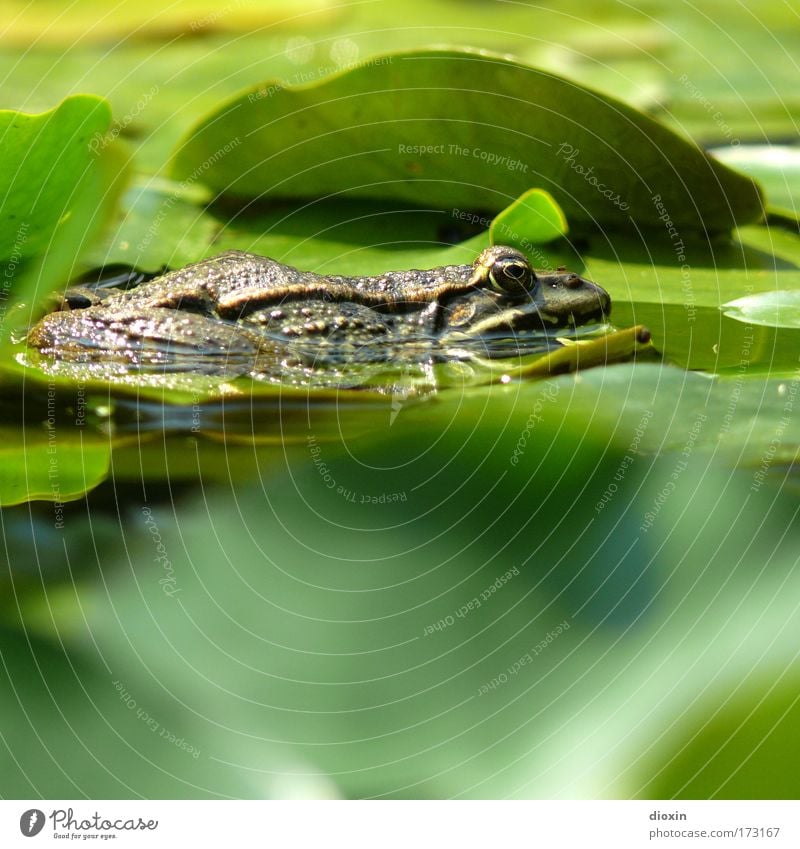 Frog 4 Froggy! Colour photo Exterior shot Deserted Copy Space bottom Blur Shallow depth of field Worm's-eye view Animal portrait Profile Forward Environment