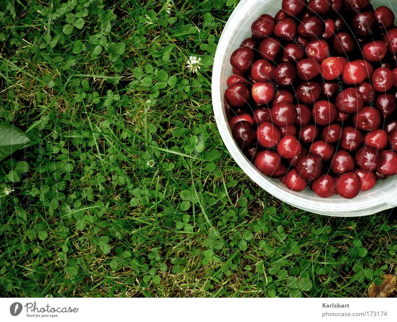 cherries. in the grass. Food Fruit Jam Nutrition Picnic Organic produce Vegetarian diet Juice Bowl Design Healthy Garden Thanksgiving Gardening Nature Summer