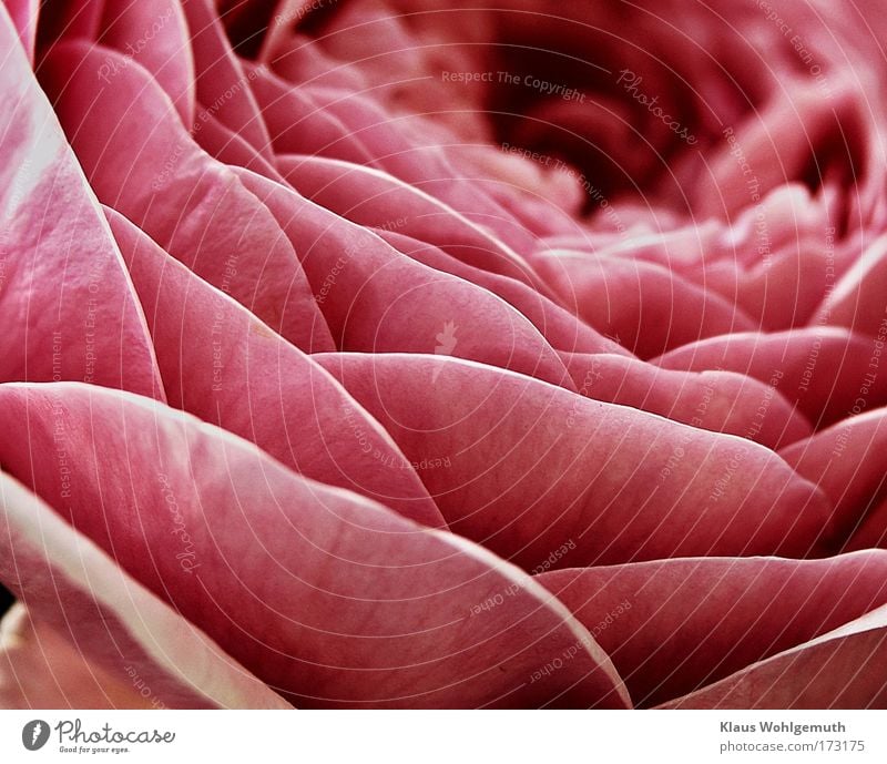 Deep look into a delicate rose blossom of beguiling fragrance Colour photo Exterior shot Close-up Detail Day Contrast Sunlight blurriness Shallow depth of field