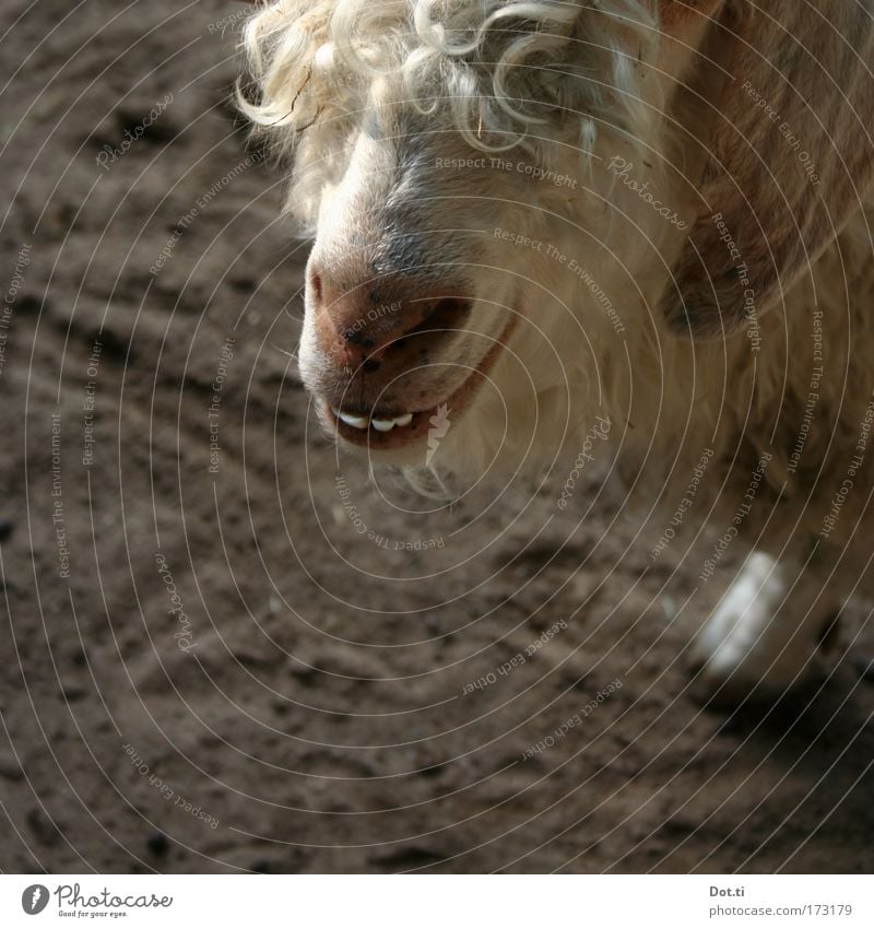 wool Colour photo Exterior shot Close-up Deserted Copy Space left Copy Space bottom Shadow Sunlight Animal portrait Farm animal Animal face Pelt Petting zoo 1