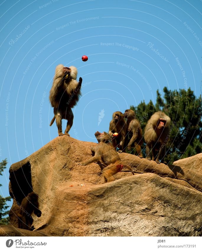 One more goes, one more goes... Colour photo Exterior shot Copy Space top Neutral Background Day Contrast Front view Upward Hill Rock Animal Zoo