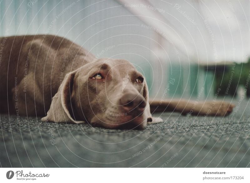 ... but gravity always gets you down. Animal Pet Dog Hound Weimaraner 1 Relaxation Lie Brown Fatigue Analog 35mm film Cute Break Colour photo Exterior shot