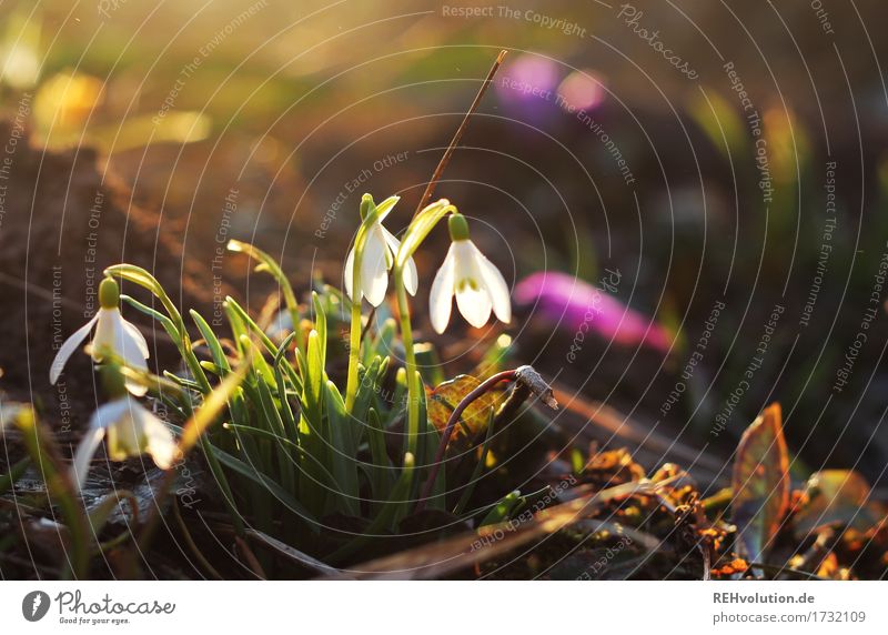 snowdrops Environment Nature Landscape Sunlight Spring Garden Park Blossoming Illuminate Esthetic Natural Beautiful Moody Spring fever Anticipation Contentment