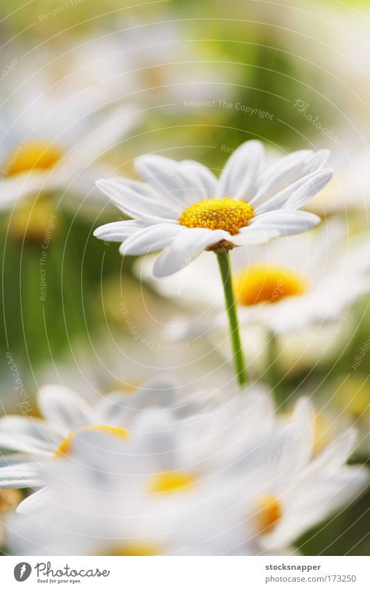 Summer Flower Daisy daisies Macro (Extreme close-up) Close-up Nature Marguerite