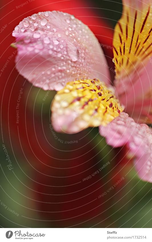 Peruvian lily after the rain Inkali Peruvian Incalia Lily blossom alstroemeria lily in bloom exotic flower Garden Hybrid summer rain raindrops Rain Drop Flower