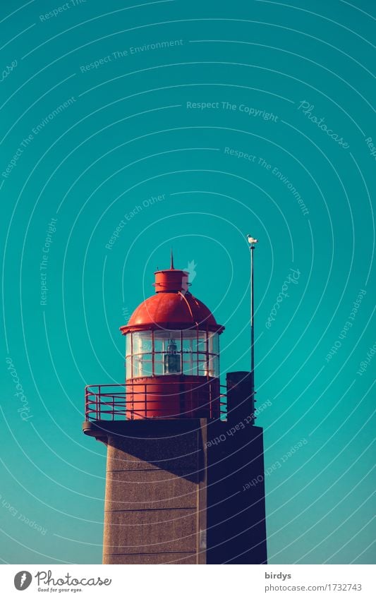 Candlestick with seagull Vacation & Travel Cloudless sky Beautiful weather Lighthouse Seagull 1 Animal Observe Esthetic Friendliness Positive Warmth Orange