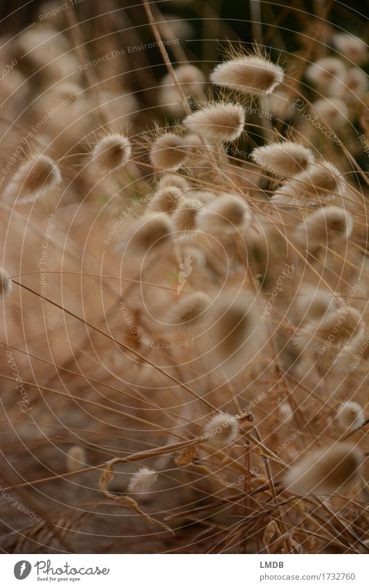 Autumn Puschel Grass 3 Environment Nature Plant Meadow Field Dry Gold Autumnal Grass blossom Ear of corn Blade of grass Drought Thanksgiving Colour photo