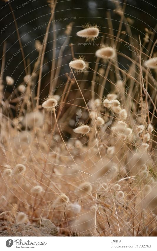 Autumn Puschel grass 4 Environment Nature Plant Meadow Field Dry Gold Autumnal Dried flower Drought Thin Thanksgiving Blade of grass Ear of corn Colour photo