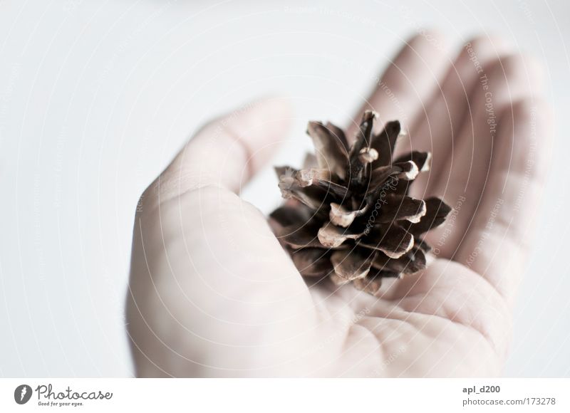 sperm donor Colour photo Interior shot Close-up Detail Copy Space left Neutral Background Day Light Shallow depth of field Human being Hand 1 Nature Tree