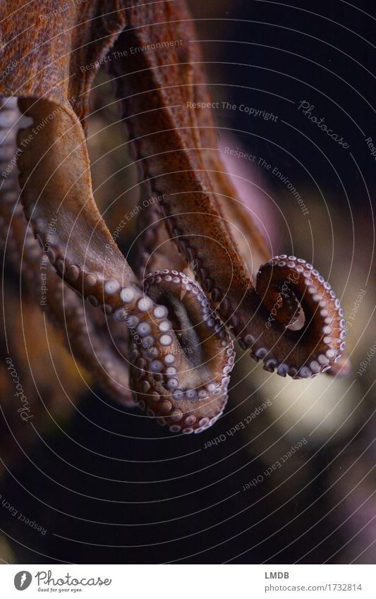 OooooOoooctopus II Animal Wild animal Aquarium 1 Round Squid Octopus Octopods Mollusk Suction pad 8 Tentacle Curls Rotate Spiral Ocean The deep Underwater photo