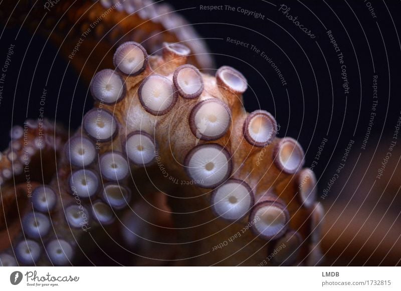 OooooOoooctopus I Animal Wild animal Aquarium 1 Round Squid Octopus Octopods Mollusk Suction pad 8 Tentacle Detail Underwater photo The deep Ocean Colour photo