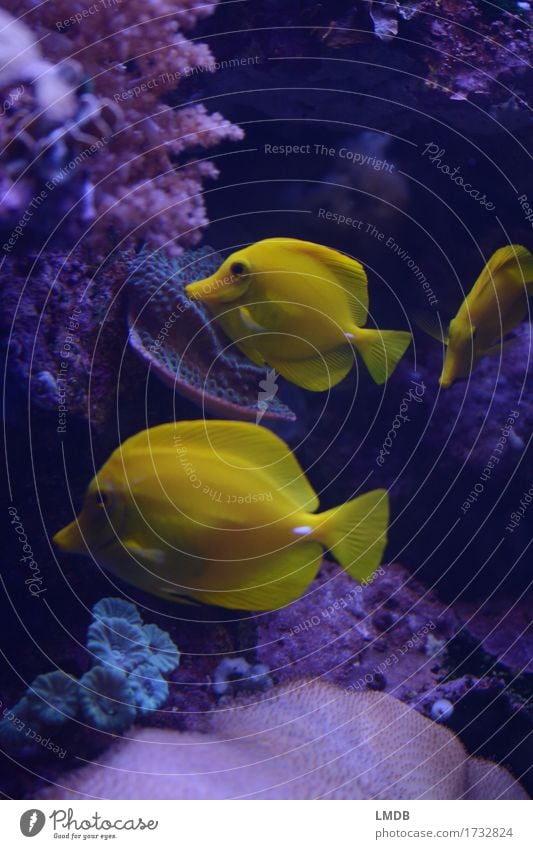 3 times yellow Nature Animal Bay Coral reef Ocean Aquarium Group of animals Yellow Pink Fish Surgeon fish lemon fin surgeonfish Hawaii Tropical Exotic