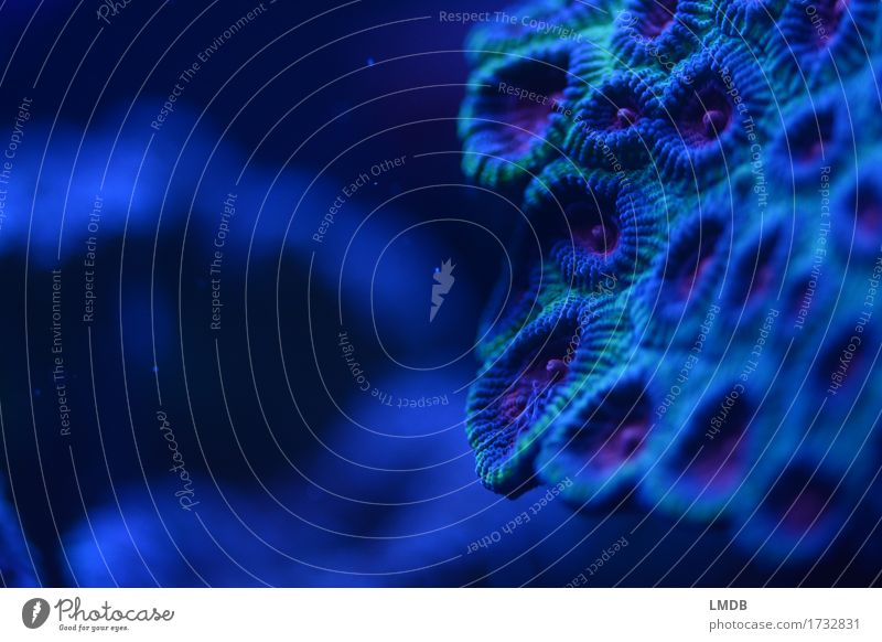 At the edge of the anemone crater. Reef Coral reef Ocean Blue Green Violet Circle Volcanic crater Furrow Burl Underwater photo Marine animal Edge Mystic