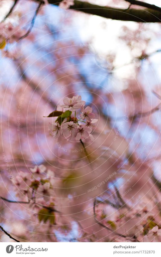 cherry blossom 4 Vacation & Travel Tourism Trip Freedom Sightseeing City trip Hiking Environment Nature Landscape Plant Spring Beautiful weather Tree Blossom