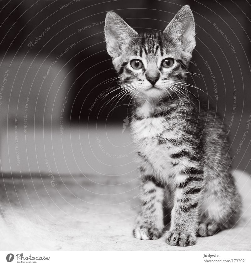 Little tomcat Black & white photo Interior shot Deserted Copy Space left Neutral Background Shallow depth of field Animal portrait Looking into the camera