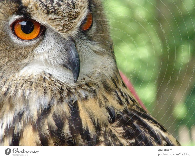 Eagle owl, a night bird Colour photo Exterior shot Close-up Copy Space right Day Shadow Long shot Animal portrait Forward Wild animal Bird Animal face Zoo 1