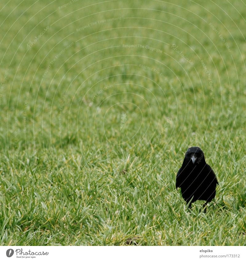 Hey, dude! I'm not chicken! Colour photo Exterior shot Deserted Day Looking Looking into the camera Nature Landscape Animal Bird Crow Feather 1 Stand Beak Grass