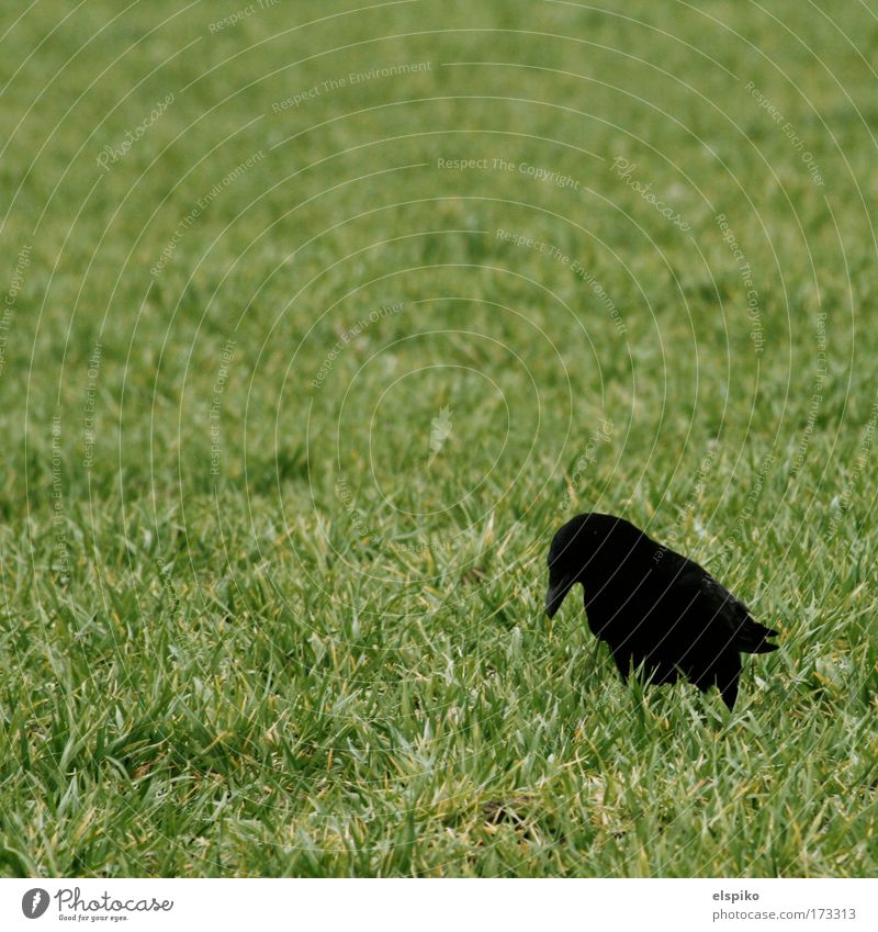 There was a worm there. Colour photo Exterior shot Deserted Day Nature Landscape Grass Bird Crow Feather Beak Stand