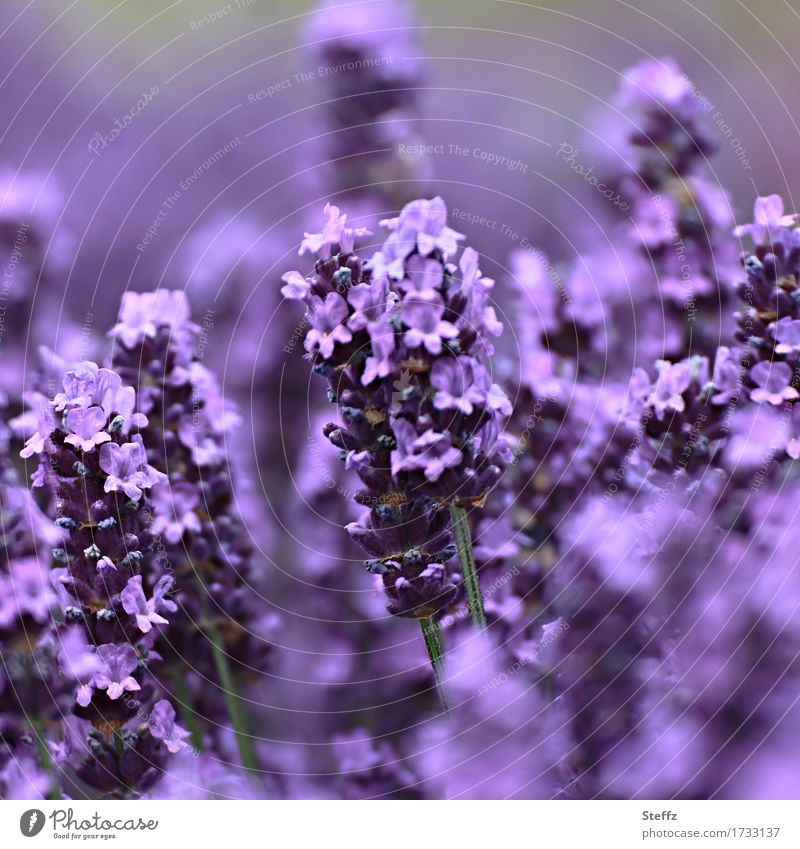 precious lavender Lavender lavender flowers flowering lavender lavender scent Lavender bed Lavender colors lavender blossom medicinal plant local plant Domestic