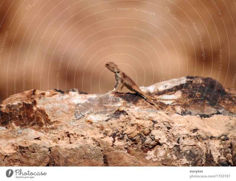 lizard Environment Nature Animal Sun Summer Wild animal 1 Brown Environmental protection Camouflage Saurians Colour photo Exterior shot Close-up Copy Space top