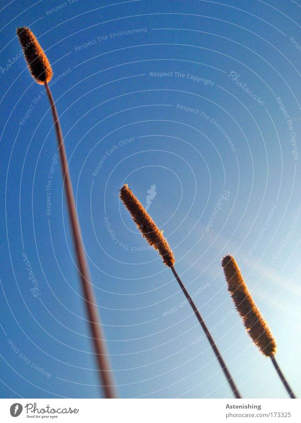 \\\ Colour photo Exterior shot Deserted Copy Space top Day Contrast Sunlight Sunbeam Environment Nature Plant Air Sky Cloudless sky Summer Beautiful weather