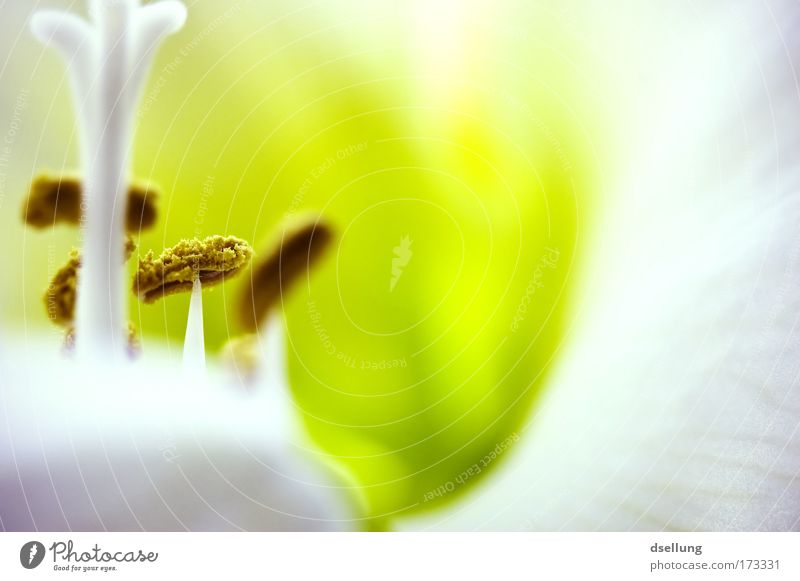 Funny forest Colour photo Interior shot Close-up Detail Macro (Extreme close-up) Deserted Copy Space right Day Light Shadow Contrast Shallow depth of field