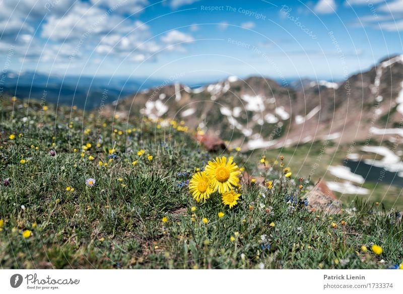 Alpine Sunflower Beautiful Vacation & Travel Tourism Adventure Summer Snow Mountain Hiking Environment Nature Landscape Plant Sky Clouds Weather Flower Grass