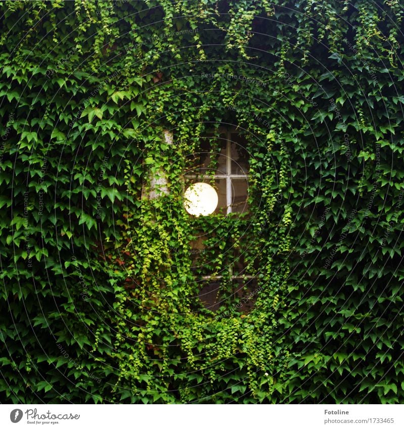 ray of hope Environment Nature Plant Summer Leaf Foliage plant Deserted House (Residential Structure) Window Bright Green Lamp Virginia Creeper Colour photo