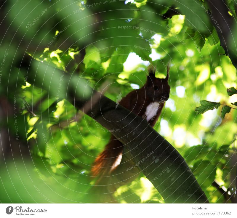 Squirrel I Colour photo Exterior shot Deserted Day Environment Nature Plant Animal Beautiful weather Tree Leaf Forest Wild animal 1 Brash Small Smart Speed