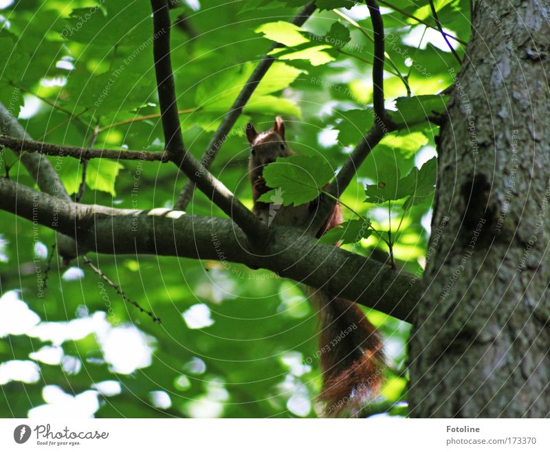 Squirrel II Colour photo Exterior shot Deserted Day Sunlight Environment Nature Plant Animal Beautiful weather Warmth Tree Leaf Wild plant Forest Wild animal 1