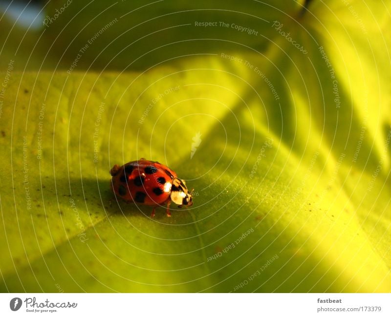 ladybird Colour photo Interior shot Studio shot Detail Deserted Copy Space left Copy Space right Copy Space top Copy Space bottom Copy Space middle