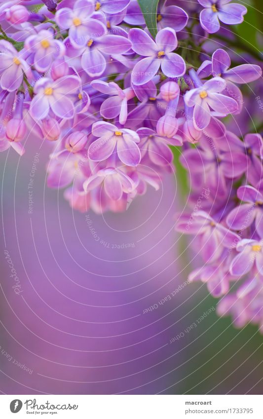 lilac Lilac Violet Blossoming Flower Plant Nature Natural Close-up Wellness Summer Spring Detail