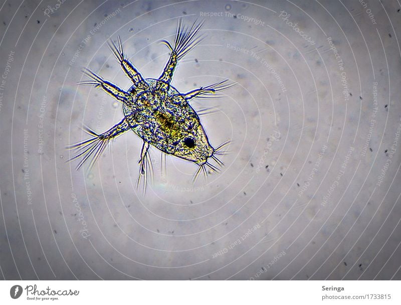 View through the microscope ( Nauplius larva ) Science & Research Nature Plant Animal Elements Water Drops of water Pond Lake Brook River Wild animal