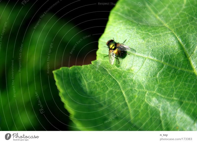 Hello McFly!!! Colour photo Exterior shot Close-up Nature Plant Animal Summer Beautiful weather Leaf Foliage plant Meadow Brook 1 Flying Growth Small Patient