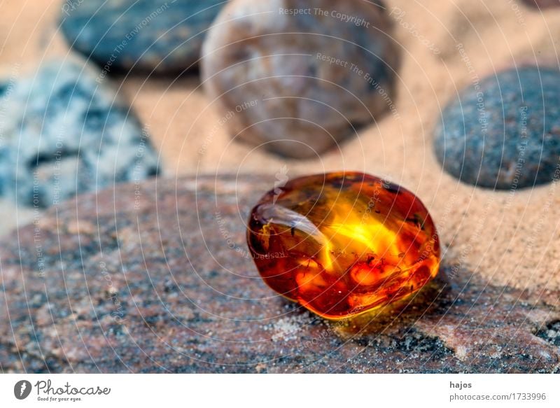 Amber at the Baltic Sea beach Alternative medicine Medication Beach Stone Old Illuminate Yellow Gravel Sandy beach Resin Brilliant Precious stone