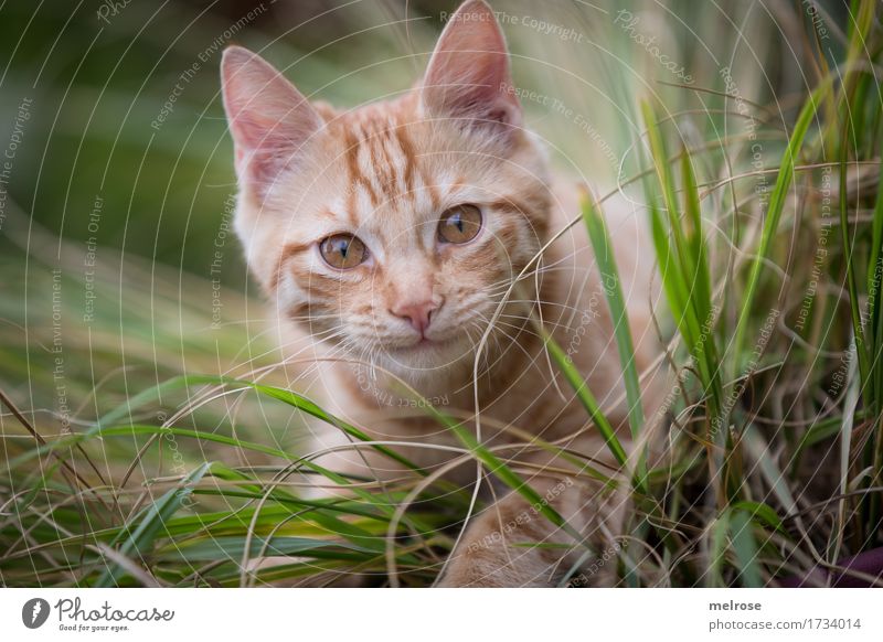 Morschaaaaaaaaa Elegant Nature Summer Grass tall grasses Garden Animal Pet Cat Animal face Pelt Paw Cat's ears Snout 1 Baby animal amid alert look Observe