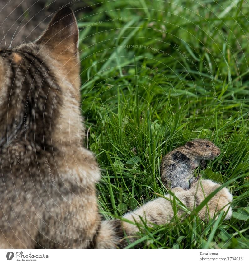 Monitoring the mouse population. Hunting Plant Animal Summer Grass Meadow Pet Wild animal Cat Pelt Paw Mouse 2 Catch To feed Success Brown Green Might Death