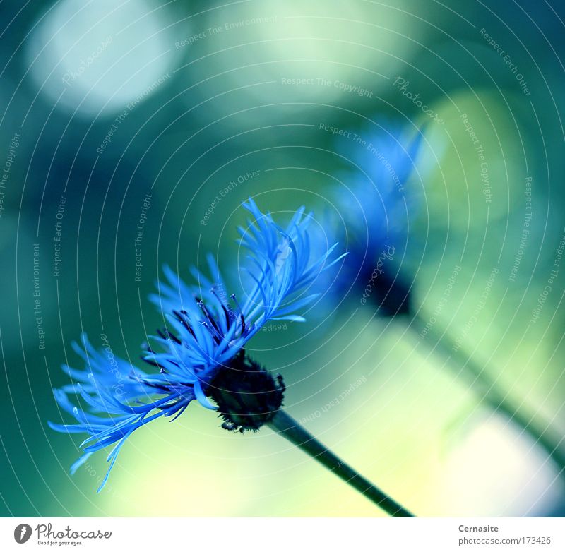 Wish Colour photo Exterior shot Close-up Detail Deserted Day Shadow Contrast Light (Natural Phenomenon) Sunlight Blur Shallow depth of field Worm's-eye view