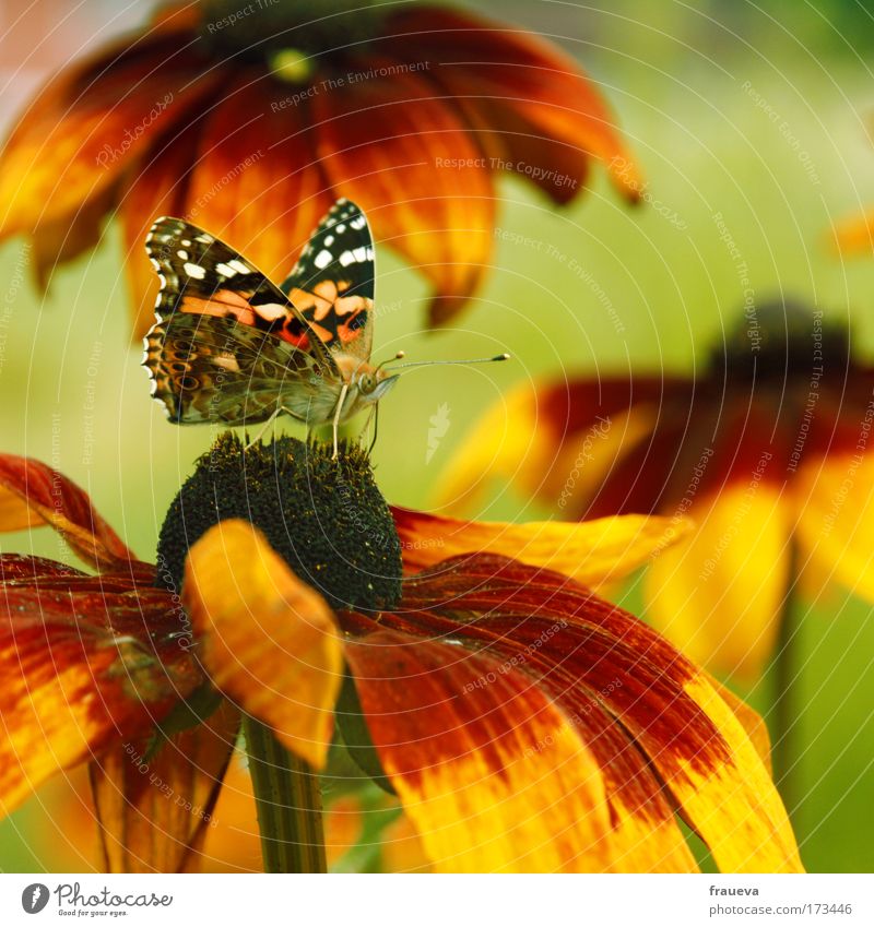 butterfly Colour photo Exterior shot Close-up Day Sunlight Shallow depth of field Central perspective Animal portrait Nature Summer Beautiful weather Flower